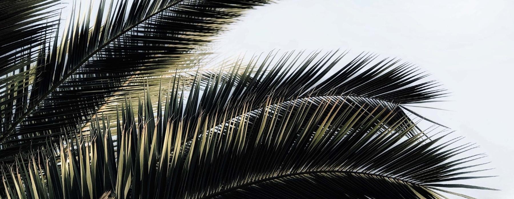 a close up of some palm trees